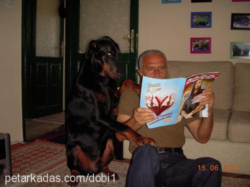 dobİ Erkek Doberman Pinscher