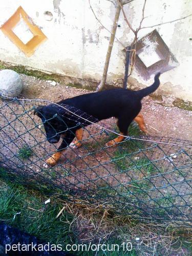 hayatdostuyavru Erkek Rottweiler