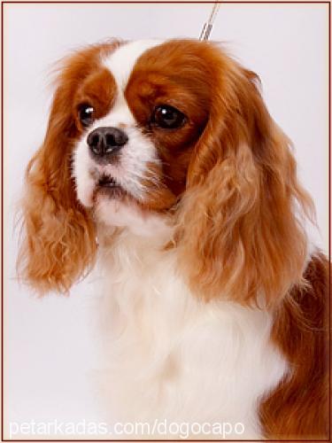 apollo Erkek Cavalier King Charles Spanieli