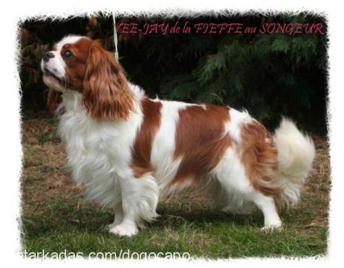 apollo Erkek Cavalier King Charles Spanieli