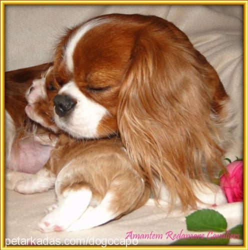 apollo Erkek Cavalier King Charles Spanieli