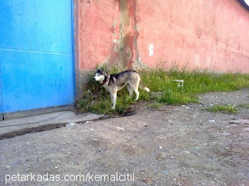 arwen Dişi Sibirya Kurdu (Husky)