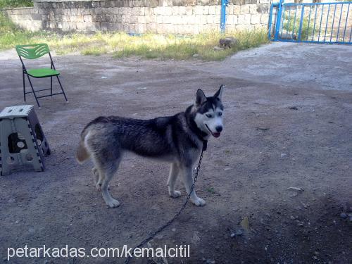 arwen Dişi Sibirya Kurdu (Husky)