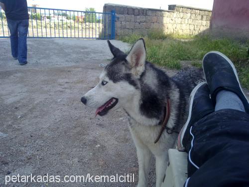 arwen Dişi Sibirya Kurdu (Husky)