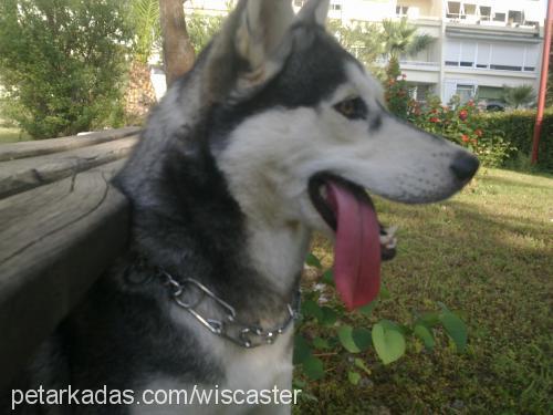 asena Dişi Sibirya Kurdu (Husky)