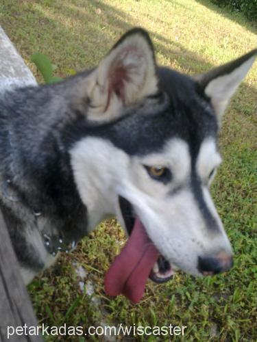 asena Dişi Sibirya Kurdu (Husky)