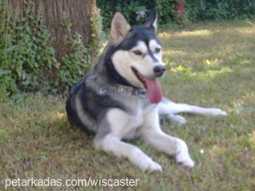 asena Dişi Sibirya Kurdu (Husky)