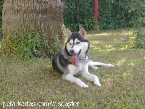 asena Dişi Sibirya Kurdu (Husky)