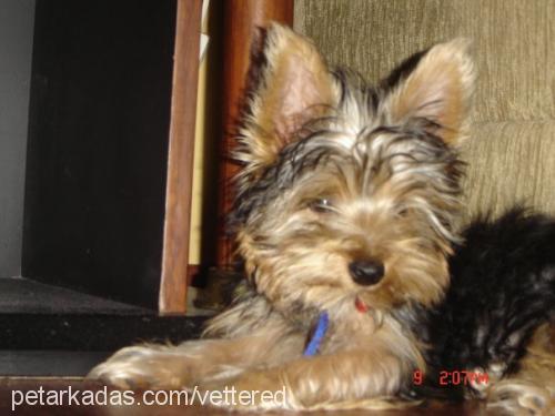 sushi Erkek Yorkshire Terrier