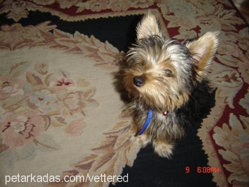 sushi Erkek Yorkshire Terrier