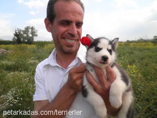 huskiyavrularım Dişi Sibirya Kurdu (Husky)