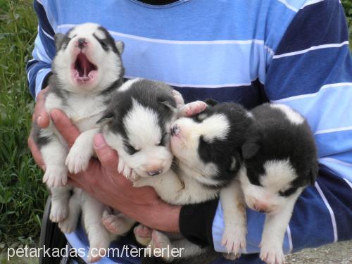 huskiyavrularım Dişi Sibirya Kurdu (Husky)