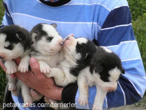 huskiyavrularım Dişi Sibirya Kurdu (Husky)