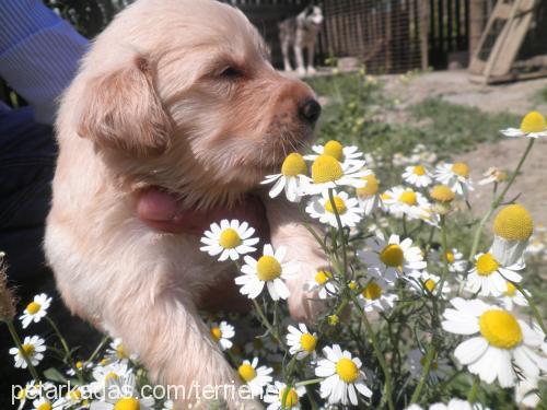 oyuncu Dişi Golden Retriever