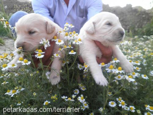 oyuncu Dişi Golden Retriever