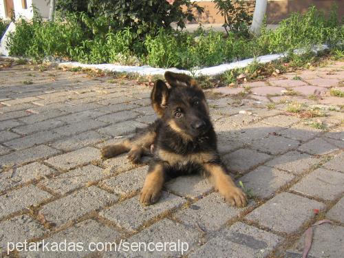 hector Erkek Alman Çoban Köpeği