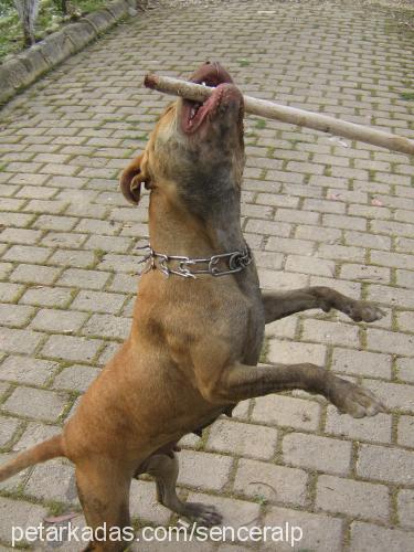 kontes Dişi Amerikan Pitbull Terrier