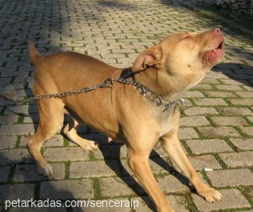 kontes Dişi Amerikan Pitbull Terrier