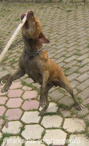 kontes Dişi Amerikan Pitbull Terrier