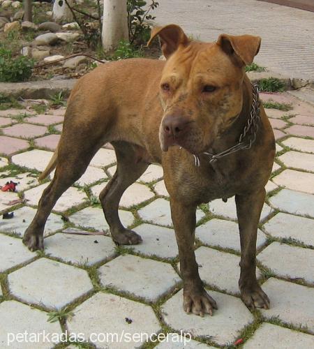 kontes Dişi Amerikan Pitbull Terrier