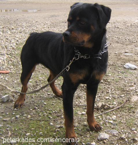 jessy Dişi Rottweiler