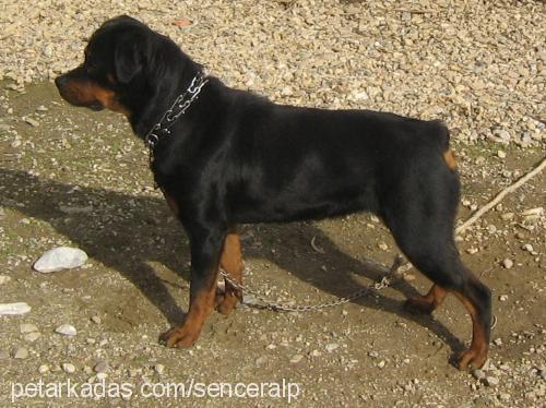 jessy Dişi Rottweiler