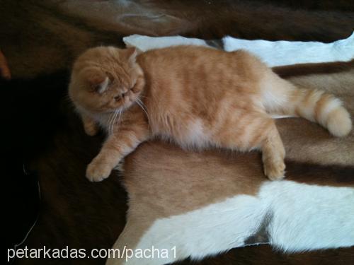 garfield Erkek Exotic Shorthair