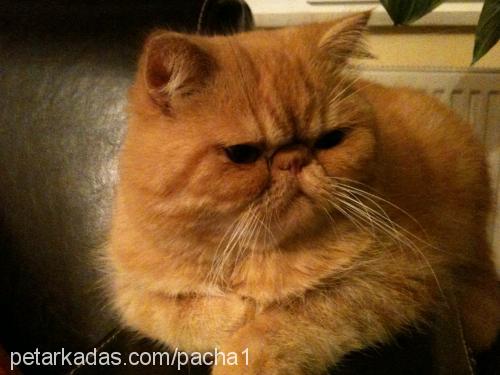 garfield Erkek Exotic Shorthair