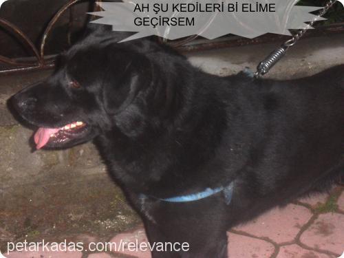 zeytİn Erkek Labrador Retriever