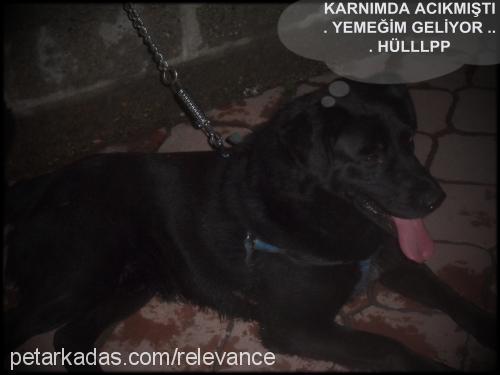 zeytİn Erkek Labrador Retriever