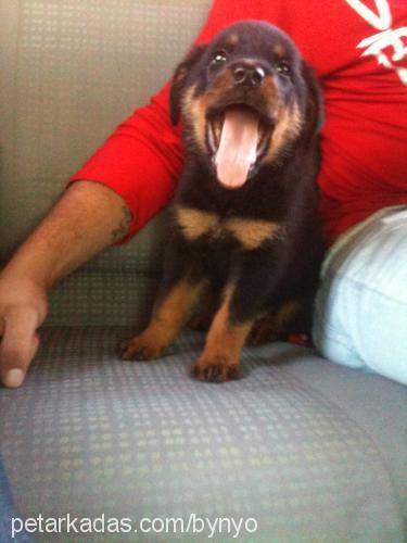 eross Erkek Rottweiler