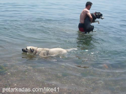 Çakir Erkek Sibirya Kurdu (Husky)