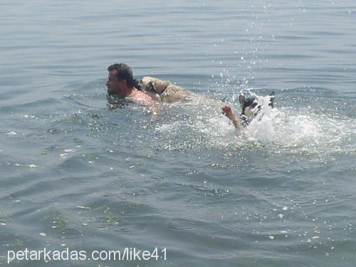 Çakir Erkek Sibirya Kurdu (Husky)