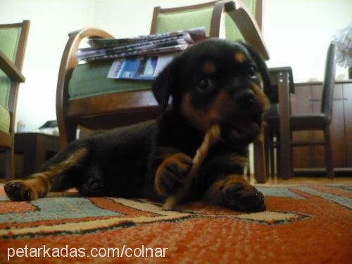 negro Dişi Rottweiler