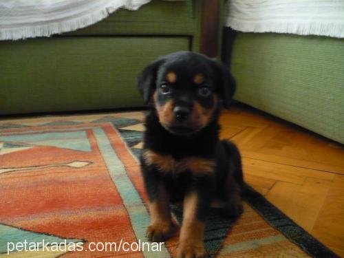 negro Dişi Rottweiler