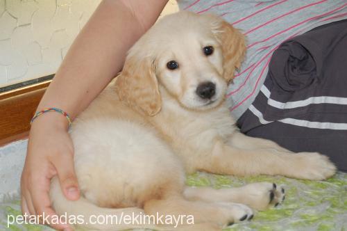 Şeker Dişi Golden Retriever