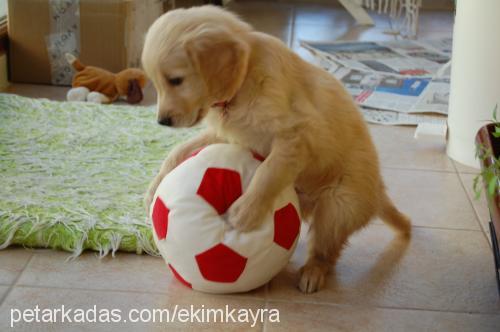 Şeker Dişi Golden Retriever