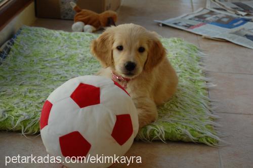 Şeker Dişi Golden Retriever