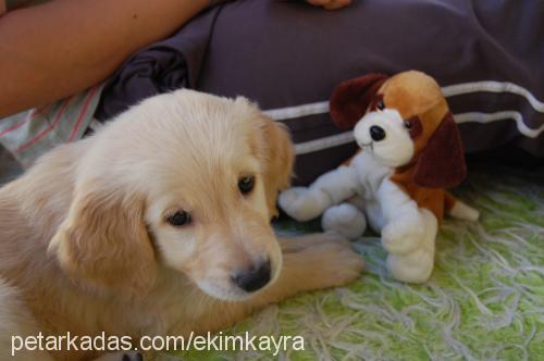 Şeker Dişi Golden Retriever