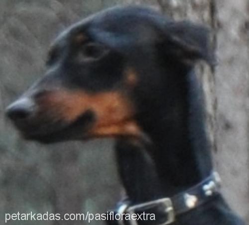 shiraz Dişi Doberman Pinscher