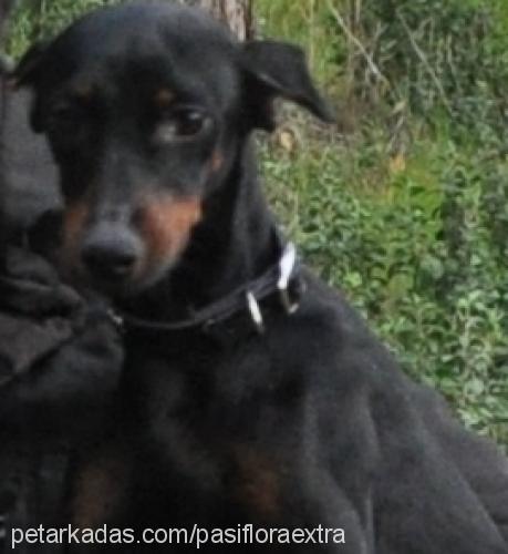 shiraz Dişi Doberman Pinscher