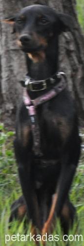 shiraz Dişi Doberman Pinscher