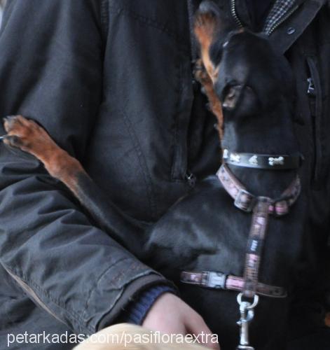 shiraz Dişi Doberman Pinscher