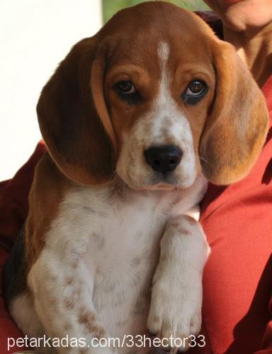 hector Erkek Beagle