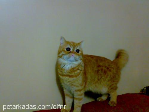 hurşit Erkek Exotic Shorthair