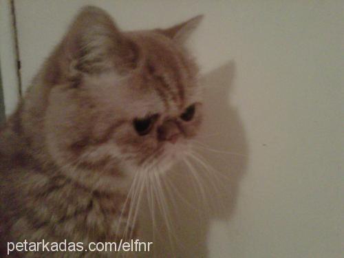 hurşit Erkek Exotic Shorthair