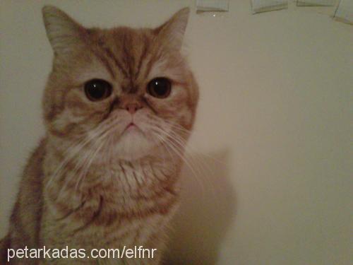 hurşit Erkek Exotic Shorthair