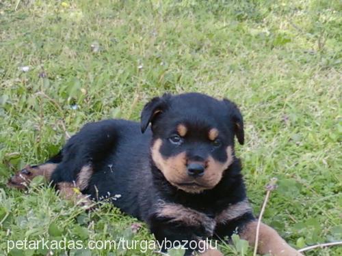 lady Dişi Rottweiler