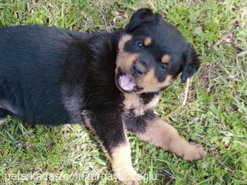 lady Dişi Rottweiler