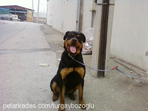 lady Dişi Rottweiler